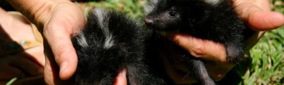 Why Skunks Are a Toronto Concern