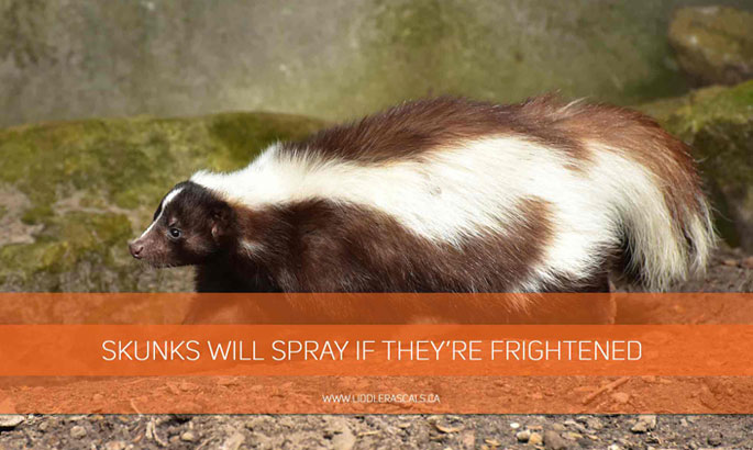 Skunks-will-spray-if-theyre-frightened