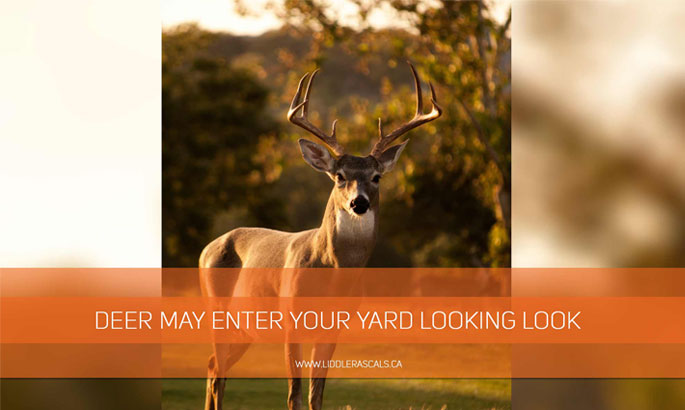 deer-may-enter-your-yard-looking-look