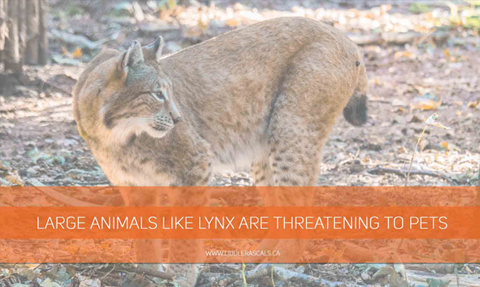 large-animals-like-lynx-are-threatening-to-pets