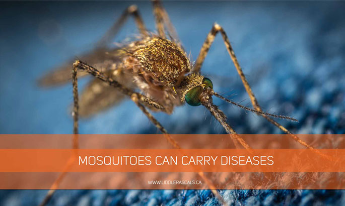 mosquitoes-can-carry-diseases
