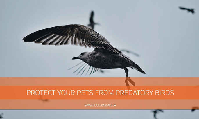 protect-your-pets-from-predatory-birds