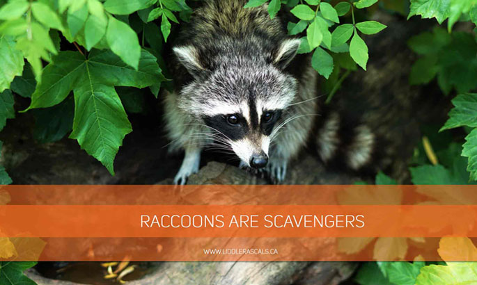 raccoons-are-scavengers