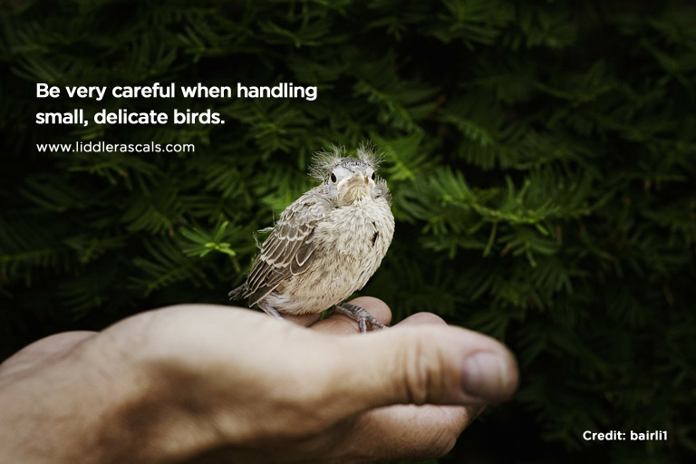 Be very careful when handling small, delicate birds.