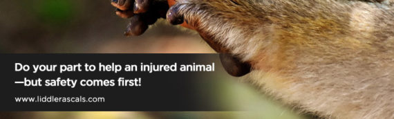 How to Help an Injured Animal