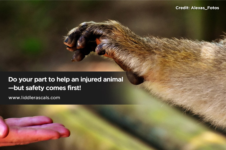 Do your part to help an injured animal—but safety comes first!