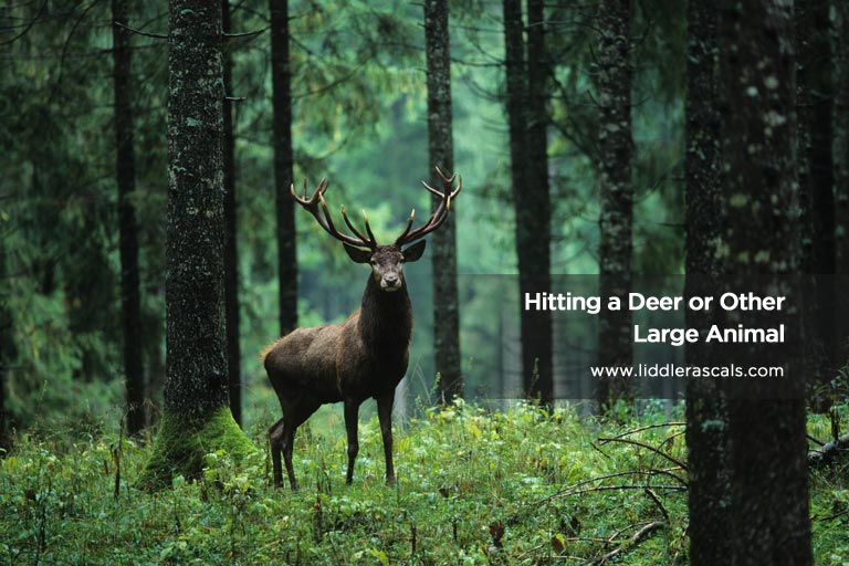 Hitting a Deer or Other Large Animal