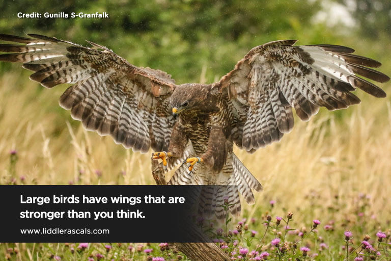 Large birds have wings that are stronger than you think.