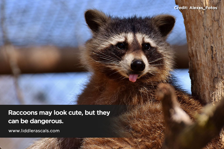 Raccoons may look cute but they can be dangerous