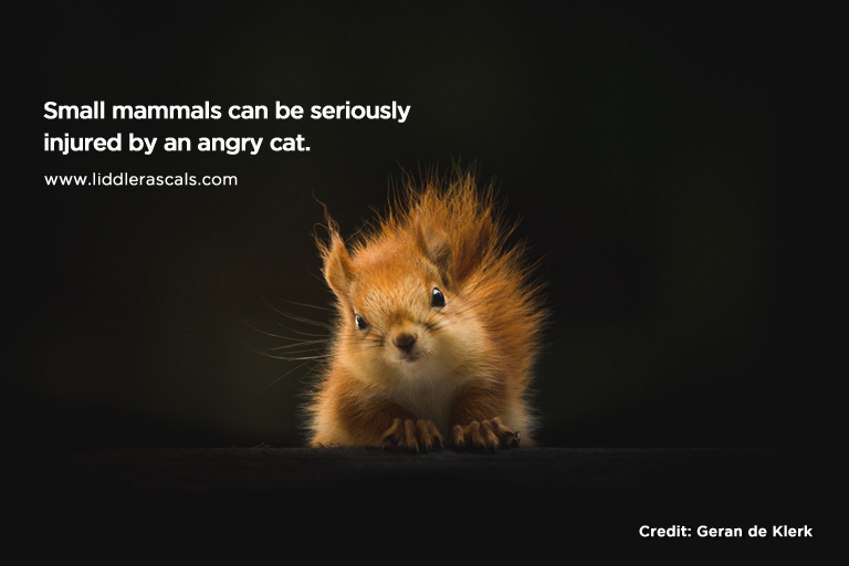 Small mammals can be seriously injured by an angry cat.