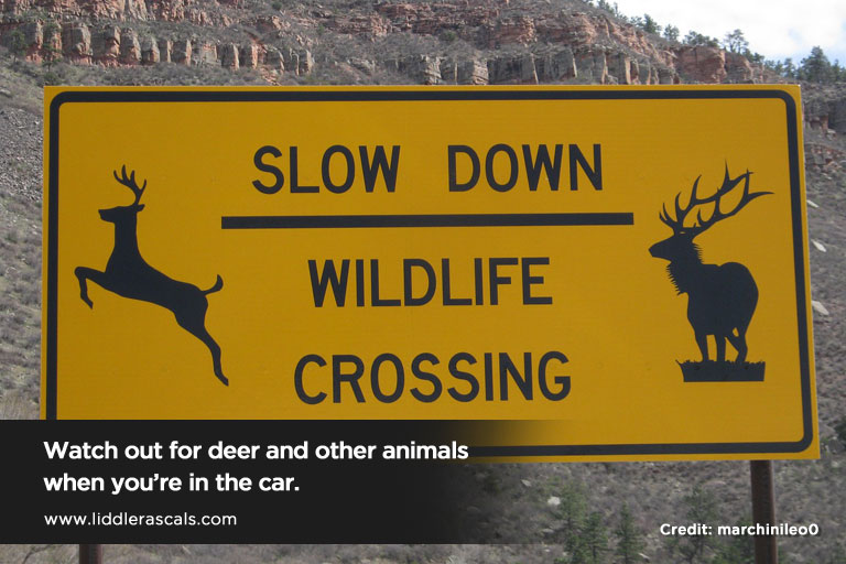 Watch out for deer and other animals when you’re in the car.