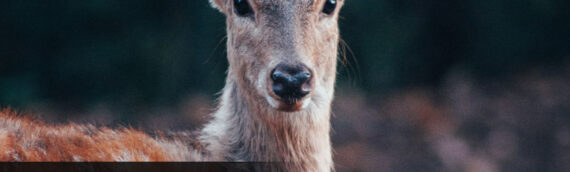 Prevent Wildlife From Entering Your Garden and Home