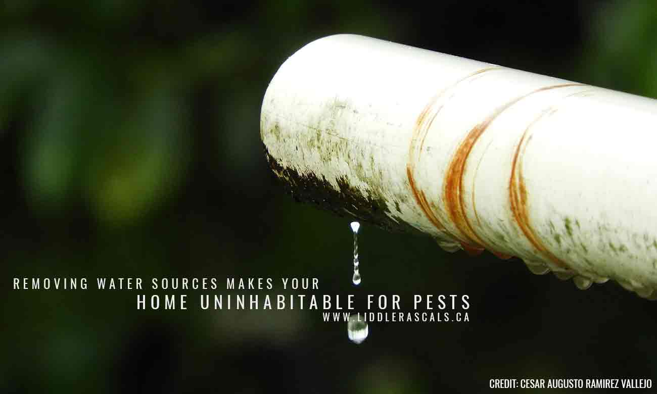 6 Ways to Prevent Pests While Spring Cleaning