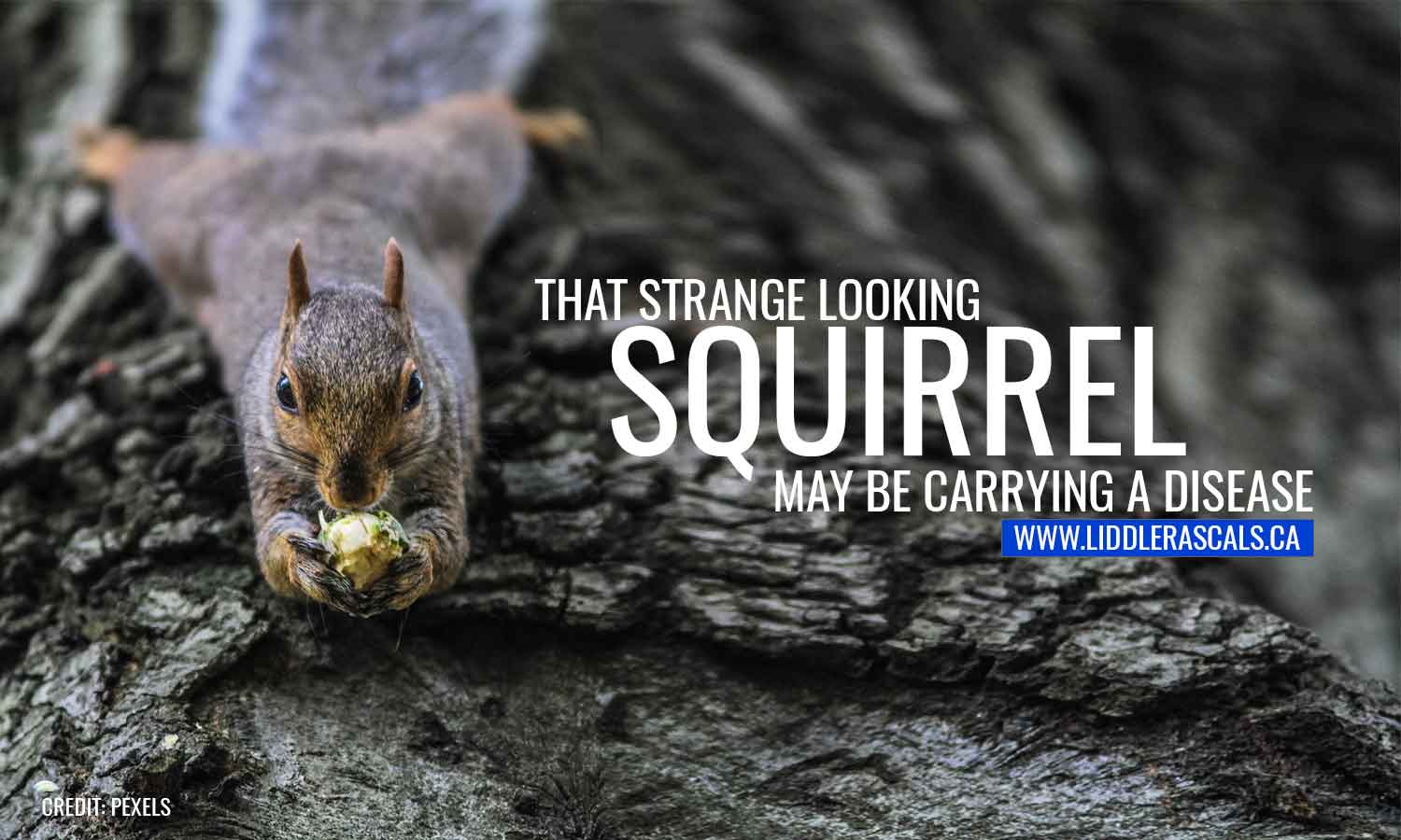 Where Do Squirrels Poop Has Mucus Squirrel Poop