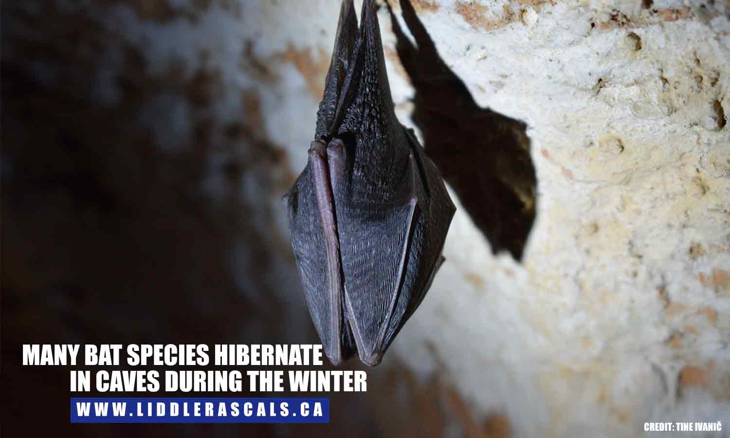 Many bat species hibernate in caves during the winter