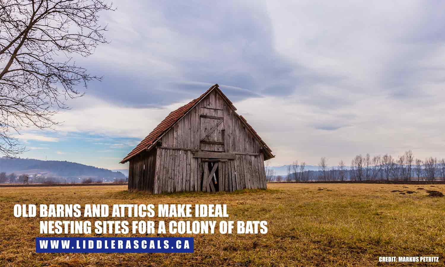 Old barns and attics make ideal nesting sites for a colony of bats