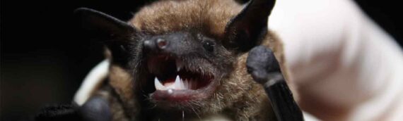 22 Facts About Bats And How To Keep Them Out Of Your Attic