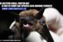 bat removal etobicoke