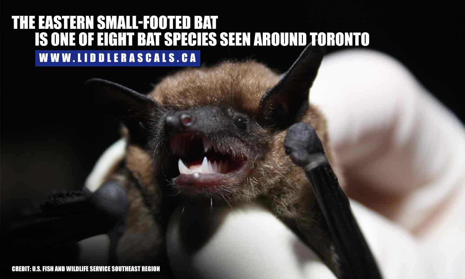 The Eastern small-footed bat is one of eight bat species seen around Toronto