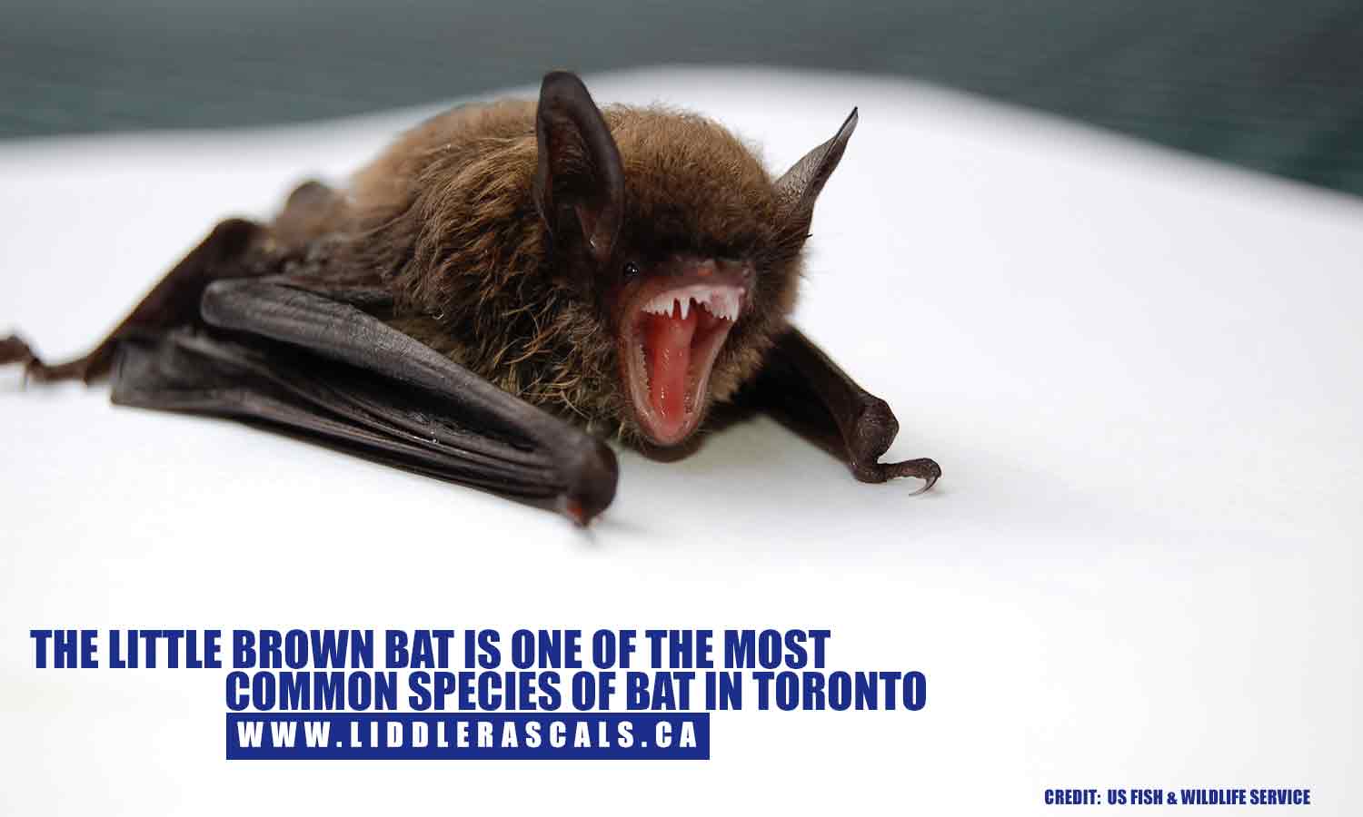 The little brown bat is one of the most common species of bat in Toronto