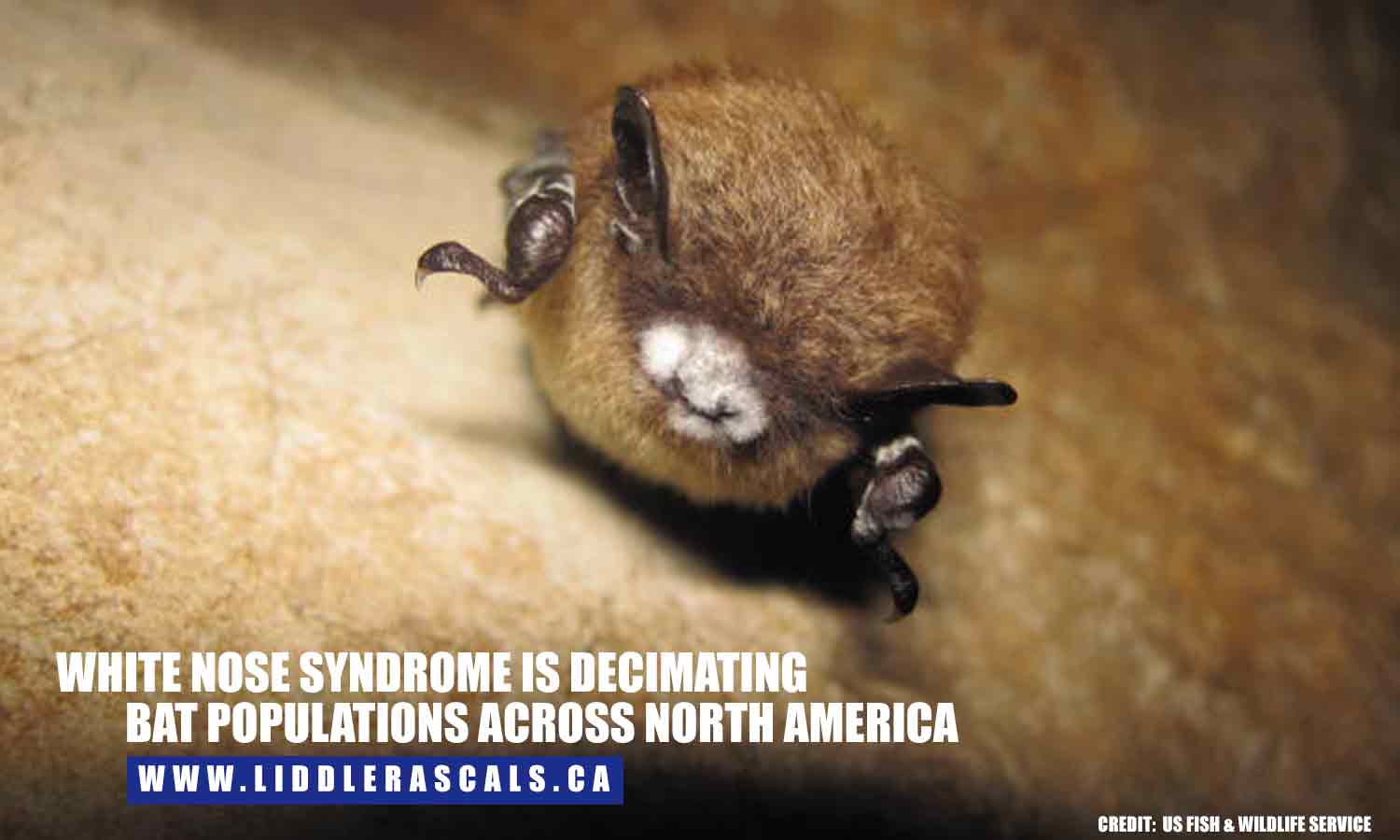 White Nose Syndrome is decimating bat populations across North America