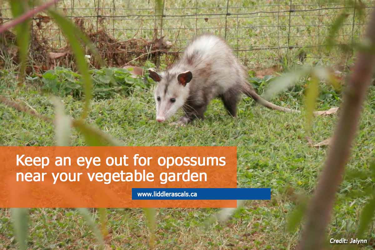 Everything You Need to Know About Opossums in Toronto