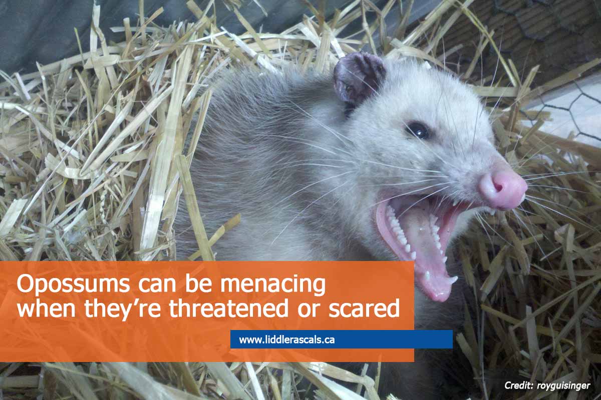 Everything You Need to Know About Opossums in Toronto
