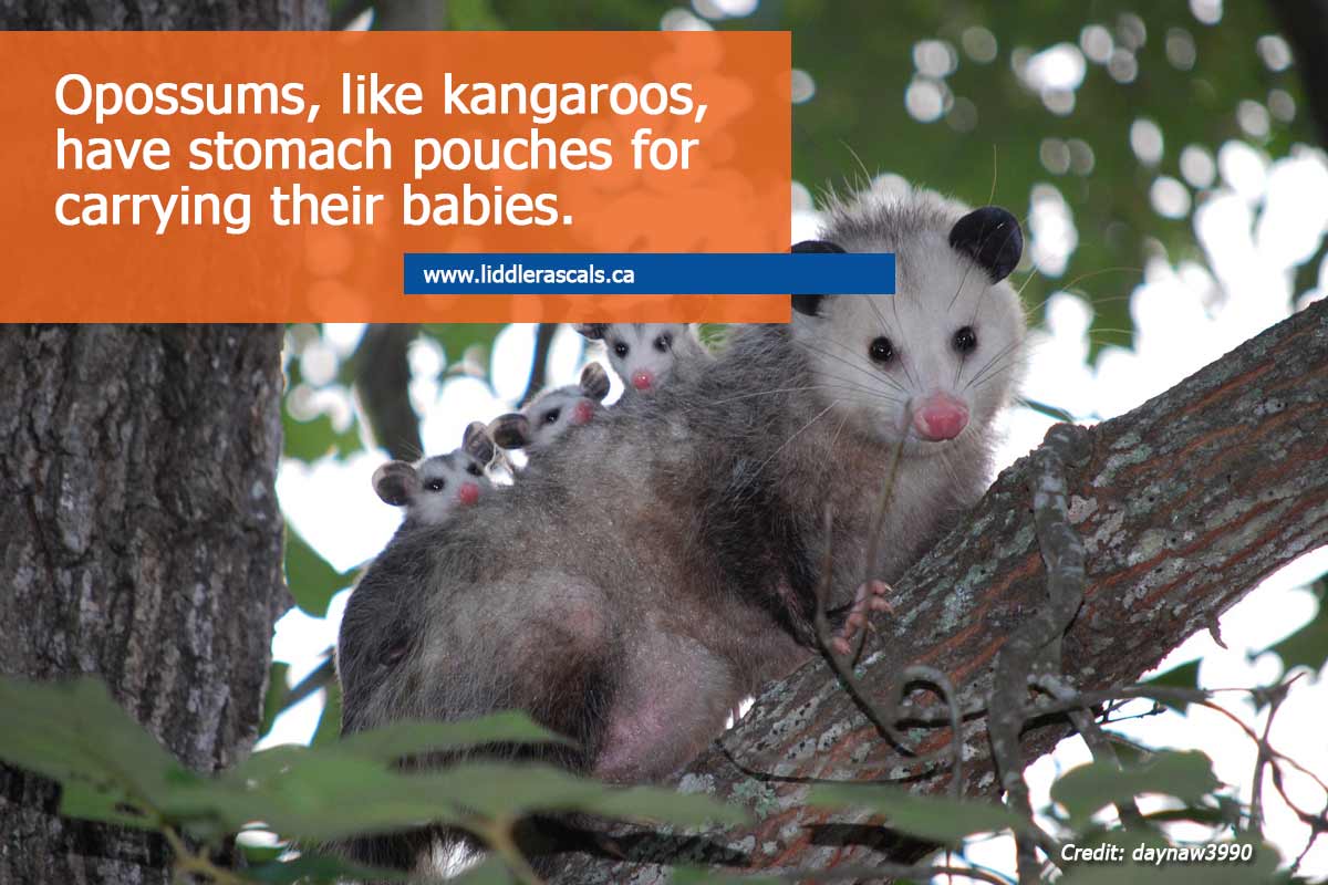 Everything You Need to Know About Opossums in Toronto