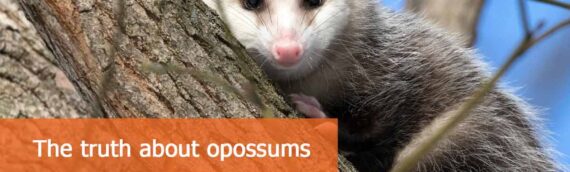 Everything You Need to Know About Opossums in Toronto