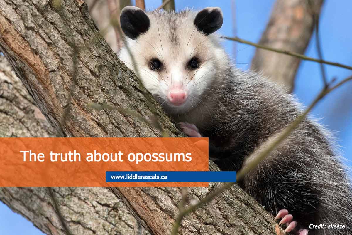 Everything You Need to Know About Opossums in Toronto