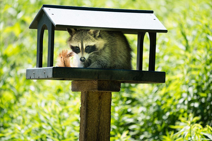 Raccoon Removal in Markham, North York, and Pickering