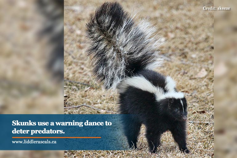 Everything You Ever Wanted To Know About Skunks—and How To Keep Them Out Of Your Backyard