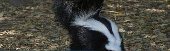 Everything You Ever Wanted To Know About Skunks—and How To Keep Them Out Of Your Backyard