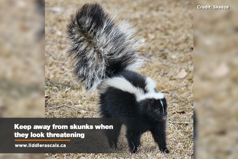 What to Do If You Have a Skunk Problem