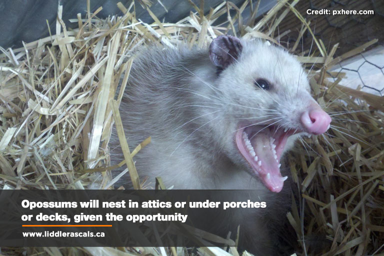 Critters In Your Yard: Deterring Urban Wildlife