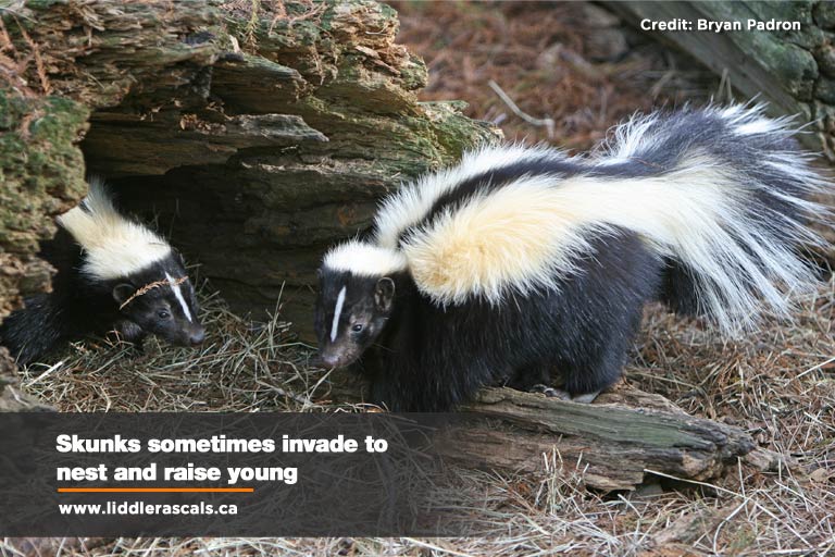 What to Do If You Have a Skunk Problem