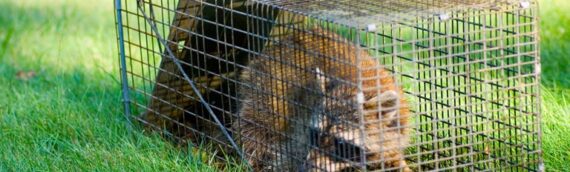 Critters In Your Yard: Deterring Urban Wildlife