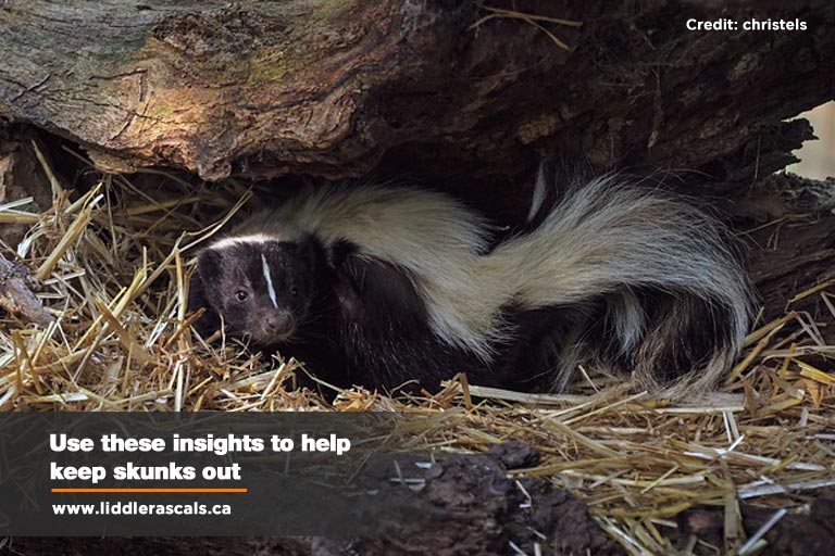 What to Do If You Have a Skunk Problem