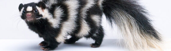 What to Do If You Have a Skunk Problem